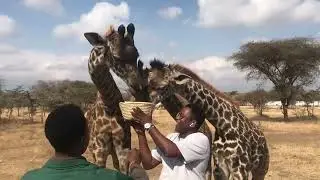 Nembo Ya Taifa #Serval Wildlife,Kilimanjaro Tanzania🇹🇿