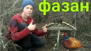 ЛОВУШКА на пирамиду ловля ФАЗАНА