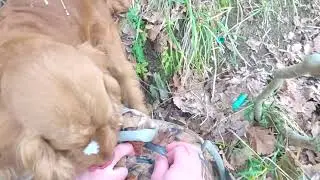 Охота на вяхиря выстрелы