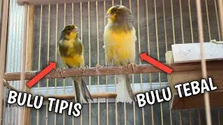 THICK FEATHERED CANARIES ARE BETTER THAN THIN FEATHERED CANARIES❓HOW TO DIFFERENTIATE THEM