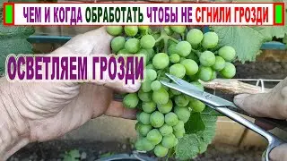 🍇 Важно! Чтобы ГРОЗДИ ВИНОГРАДА НЕ ГНИЛИ сделай это ОБЯЗАТЕЛЬНО перед смыканием ягод. Чем обработать