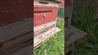 ПЧЁЛЫ