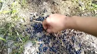 ПОЕЗДКА НА ВЕЛОСИПЕДЕ, ЧЕРНИКА, БОЛОТА