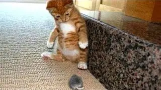 Katte Bange For Mus Og Fugle - Funny Cat Kompilering