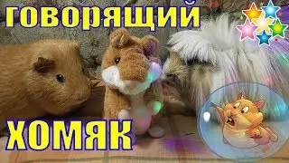 Говорящий хомяк/ katrina Darrell/говорящий хомяк видео/Смешное видео