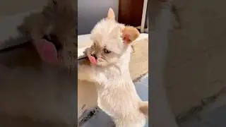 The Redemption of the Dog Dafu｜#dog #dogs #dogshorts #shorts #shortvideo #pets #petnews #pet