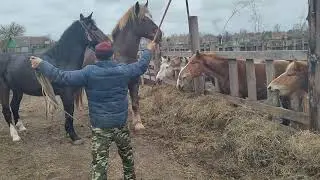Кобыла дождалась бешеного жеребца