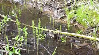 Cedarvale Spring