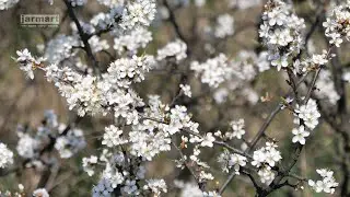 Prunus spinosa | Терен колючий | Trnka obecná | Blackthorn