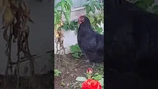 ДОБРЫЙ ДЕНЬ!