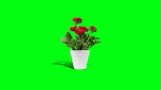Flower Pot green screen | Small Tree green screen video