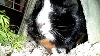 Paranormal Petivity (teaser)