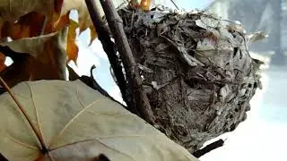 Wild Bird Nest With Memory Story
