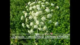 Дягиль