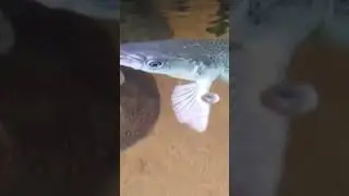 aligator gar strikes