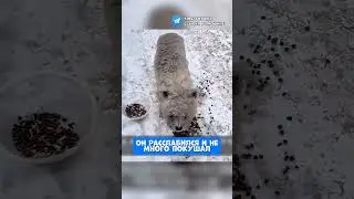 СПАСЕНИЕ ПЁСИКА 