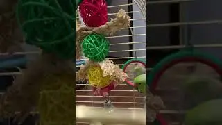 Говорящий ожереловый попугай Ричи 