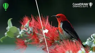 CorelDRAW tips&tricks - improve the quality of low resolution images in CorelDRAW 2024