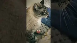 #funny #cat #immortalius