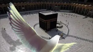 Mengejutkan! Hewan hewan ini pernah tawaf di Baitullah
