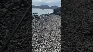 Что произошло с орлом ? 🦅
