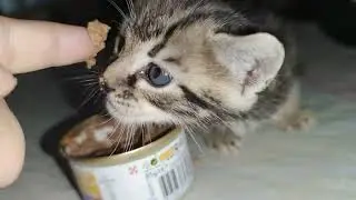 Малыш Нэнси растёт. Котята Ксюши стали больше.