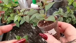 🌸Формирование куста фуксии 🌸Свой способ🌸