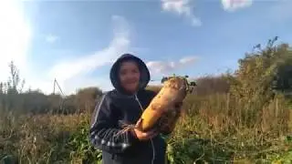 последний урожай!!!//уборка кормовой свеклы//заготовка кормов коровам