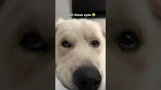 Those eye🥺 