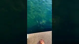 Magical Moment: Witnessing Two Majestic Sea Turtles! #beautiful #nature #seaturtles