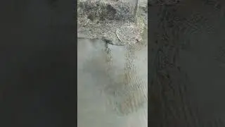риба вийшла в річку 