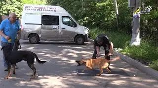 Дрессировка агрессивно возбудимых собак, Зайт 2