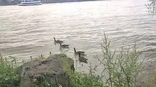 Птичья прогулка