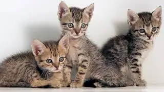 The Cat's Meow