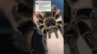 По поводу опасности птицеедов для детей и мелких животных./ ОТВЕТЫ НА ВОПРОСЫ.