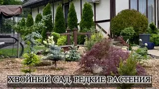 Хвойный сад. Редкие растения.