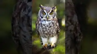 ФиЛин #OwL  #прикол  #before