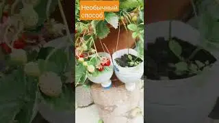 клубника!  новый способ выращивания! 