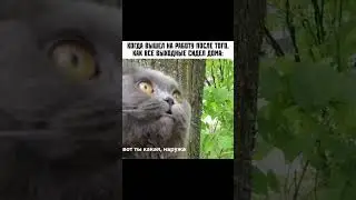 Мемы с котами/котские мемы 