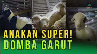 CONTOH ANAKAN SUPER DOMBA GARUT!