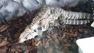 Mating tegu 3