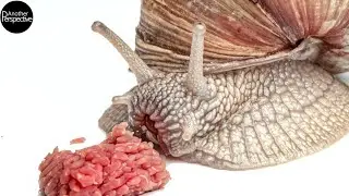 Extreme Makroaufnahmen: Schnecke frisst Hack (Laowa Probe)