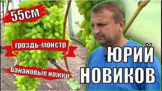 Виноградник Юрия Новикова. Обзор новинок сортов винограда / Сорта винограда