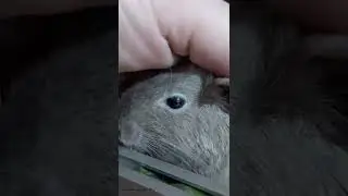 Дегу пришла мне жаловаться.