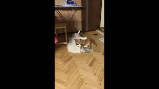 Японский шпиц и чихуа хуа