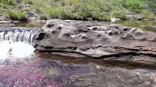 Caño Cristales vibrant colors