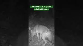 İstanbul da çakal #fotokapan görüntüleri #wildlifephotography #nature #omerliyabanhayati