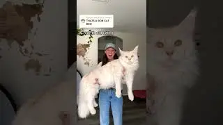 Giant maine coons for sale