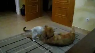 Siamese cat vs Golden Retriever dog