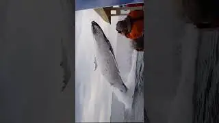 Кит выпрыгнул перед людьми на судне.